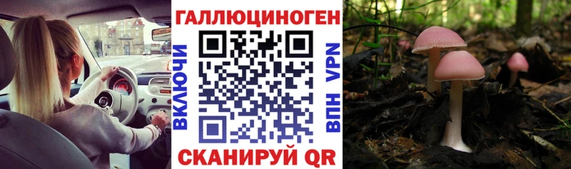 Галлюциногенные грибы Psilocybine cubensis  Каменка 